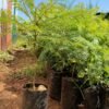 Jacaranda Tree Seedlings