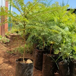 Jacaranda Tree Seedlings