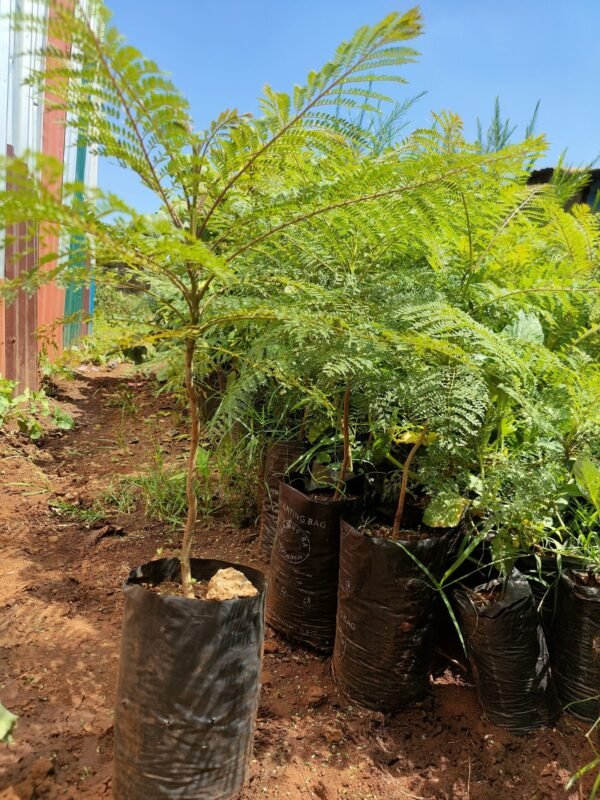 Jacaranda Tree Seedlings