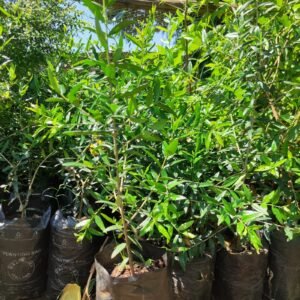 African Olive Tree Seedlings