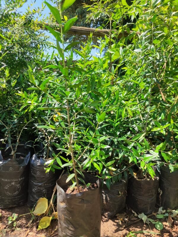 African Olive Tree Seedlings