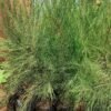 Casuarina seedlings