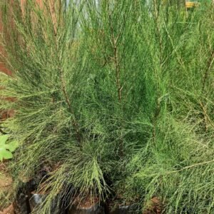 Casuarina seedlings