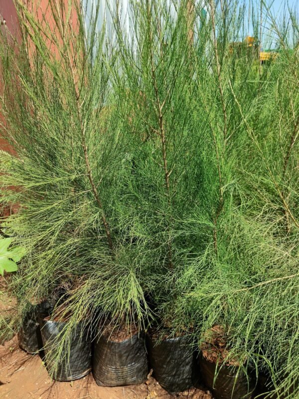 Casuarina seedlings