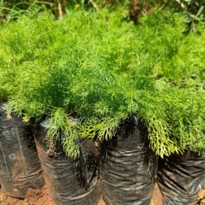 Chamomile Seedlings