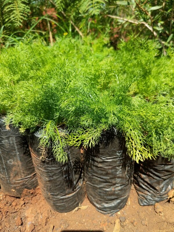Chamomile Seedlings