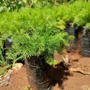 Chamomile Seedlings