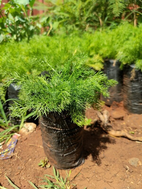 Chamomile Seedlings