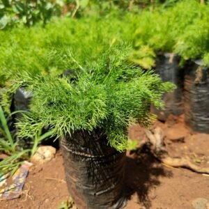 Chamomile Seedlings