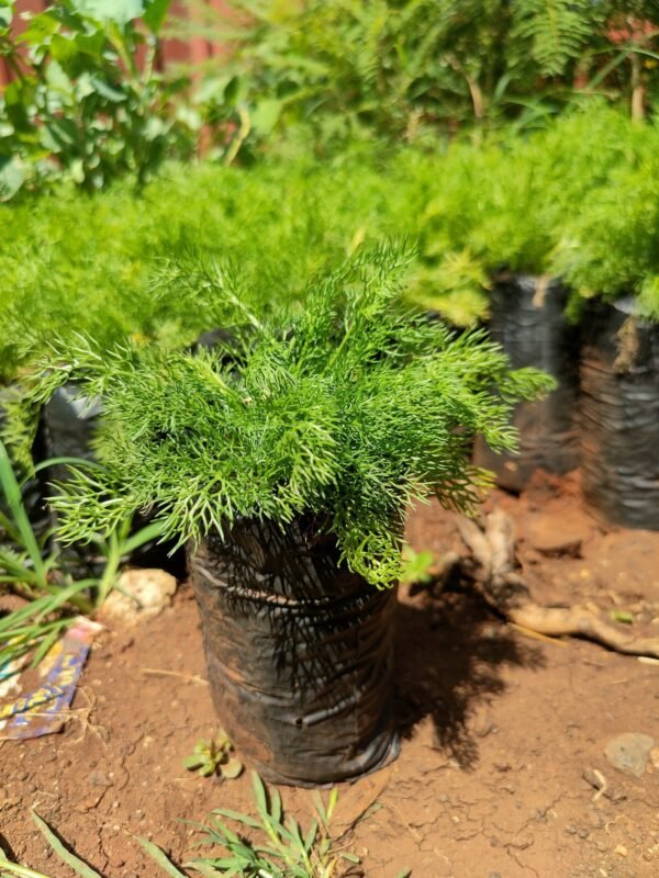 Chamomile Seedlings