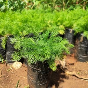 Chamomile Seedlings