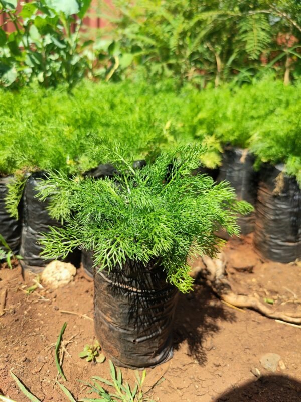 Chamomile Seedlings