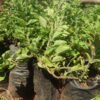 Oregano Seedlings