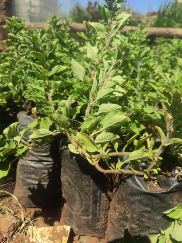 Oregano Seedlings