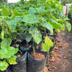 Grafted Tree Tomato Seedling