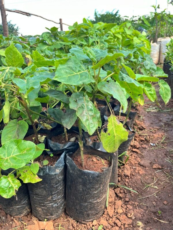 Grafted Tree Tomato Seedling
