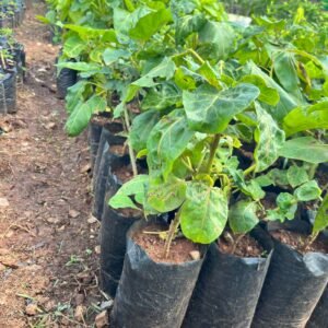Grafted Tree Tomato Seedling