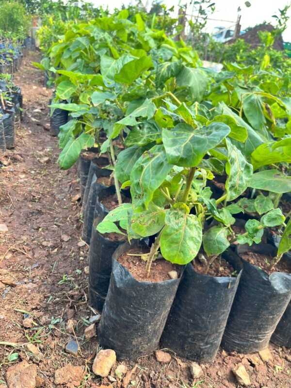 Grafted Tree Tomato Seedling