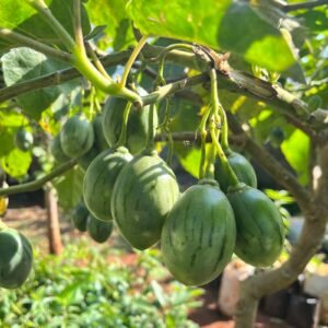 Grafted Tree Tomato Seedling