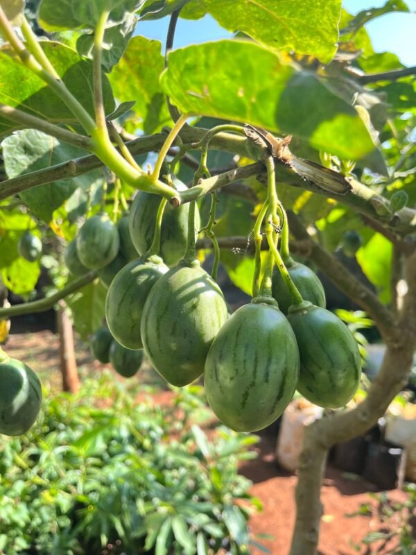 Grafted Tree Tomato Seedling