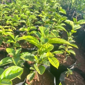Persimmon Fruit Seedlings