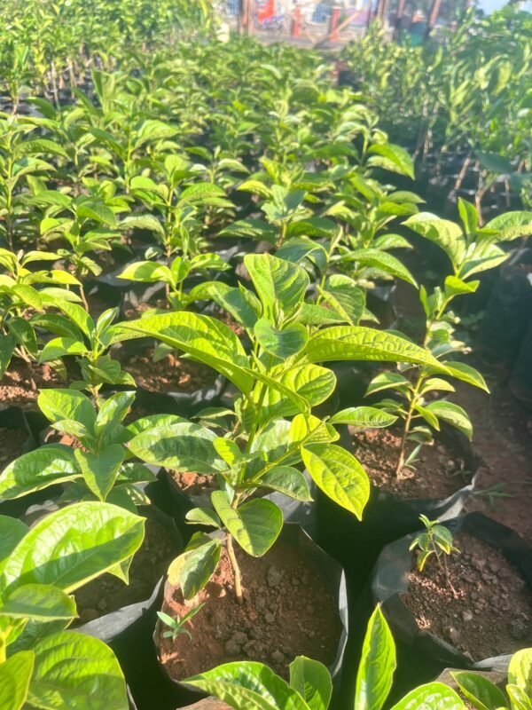 Persimmon Fruit Seedlings