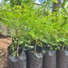 Moringa Seedlings