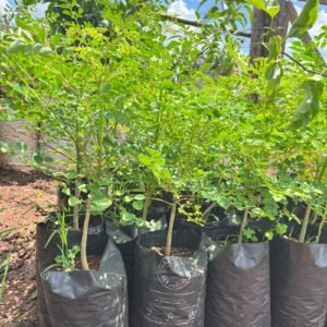 Moringa Seedlings