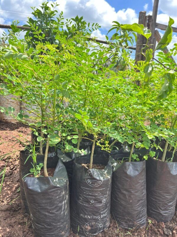 Moringa Seedlings