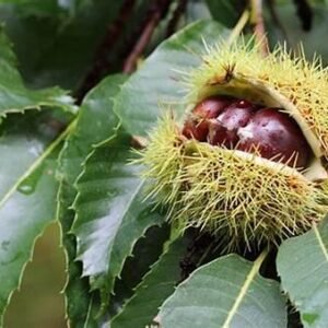 Chestnut Fruit Seedlings