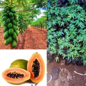 Pawpaw Seedlings