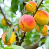 Grafted Golden Peaches Seedlings