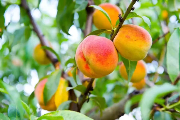 Grafted Golden Peaches Seedlings