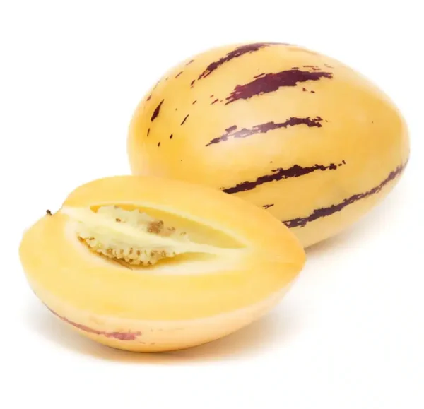 Pepino melon seedlings
