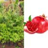 Pomegranate seedlings