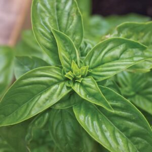 Sweet Basil Seedlings