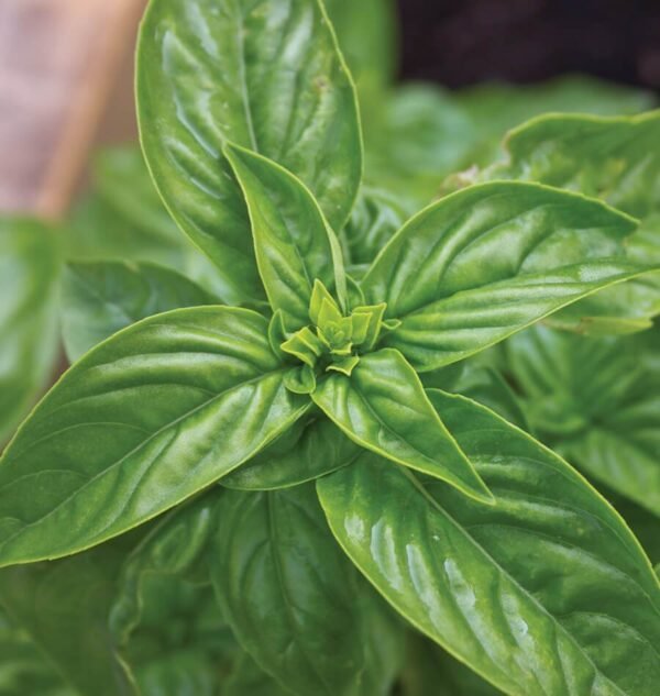 Sweet Basil Seedlings