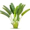 Travellers palm