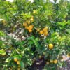 Valencia Oranges Seedlings