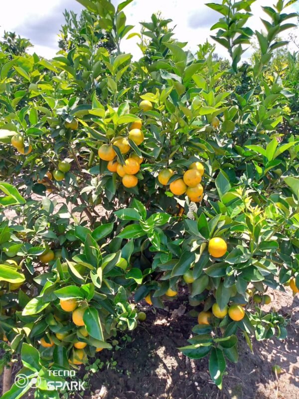 Valencia Oranges Seedlings