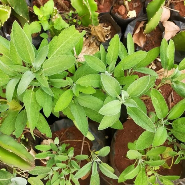 Sage