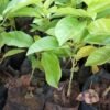 Sweet Granadilla Passion Seedling