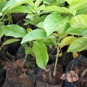 Sweet Granadilla Passion Seedling