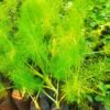 Fennel Seedlings