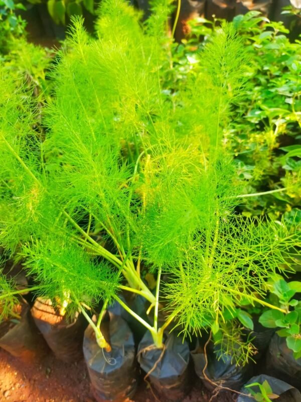 Fennel Seedlings