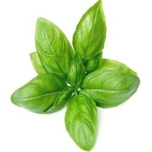 Holy Basil Herb Seedlings