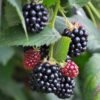 Blackberries Seedlings