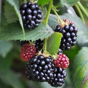 Blackberries Seedlings