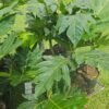 BreadFruit Seedlings