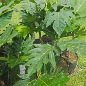 BreadFruit Seedlings